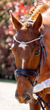 The Dressage Diva Crystal heart shape clip on Browband