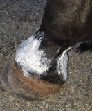 THE HOOF CO - ZINC PUTTY - SMOOTH SKIN & UV FILTER
